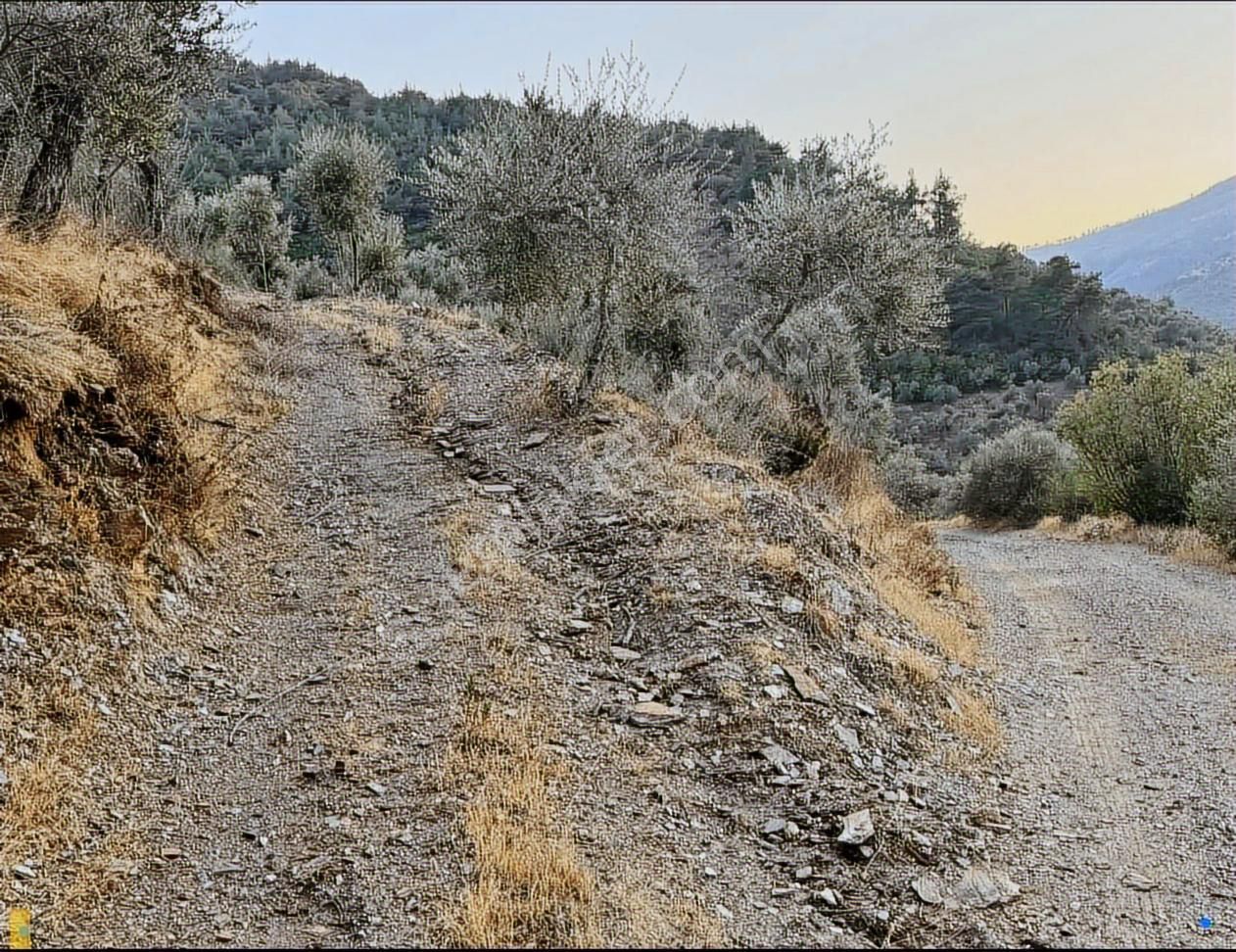 Bayındır Söğütören 4 Dönüm Kelepir Satılık Zeytinlik - Görsel 20