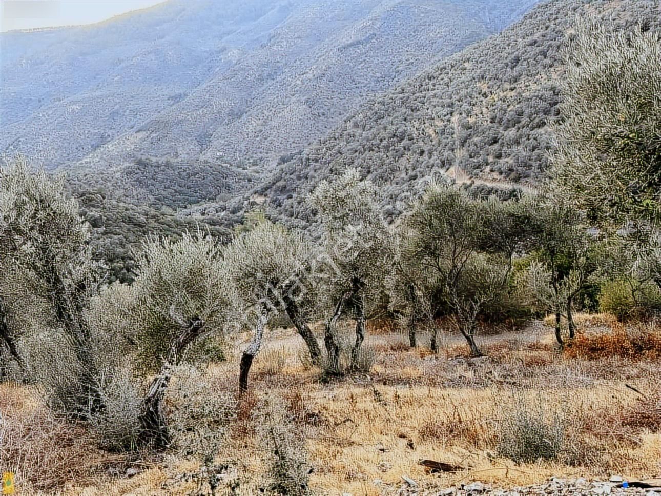 Bayındır Söğütören 4 Dönüm Kelepir Satılık Zeytinlik - Görsel 24
