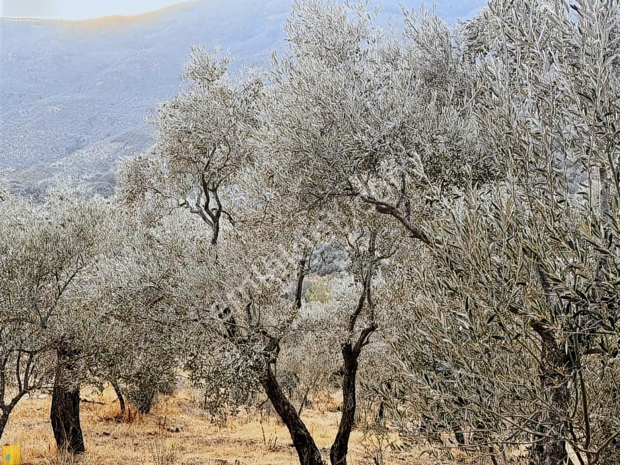 Bayındır Söğütören 4 Dönüm Kelepir Satılık Zeytinlik - Görsel 9