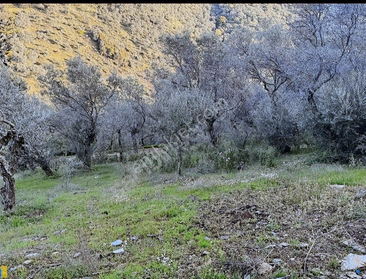 Bayındır Söğütören 4 Dönüm Kelepir Satılık Zeytinlik - Görsel 21