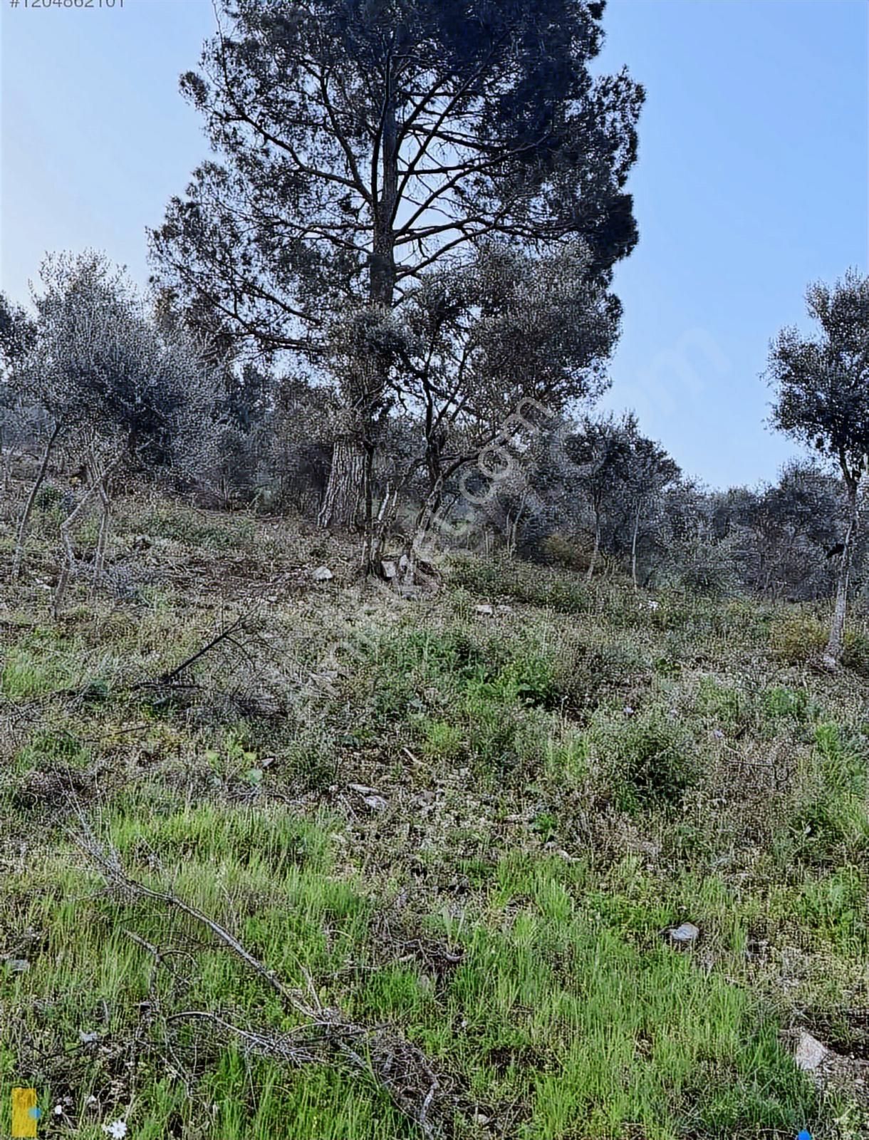 Bayındır Söğütören 4 Dönüm Kelepir Satılık Zeytinlik - Görsel 30