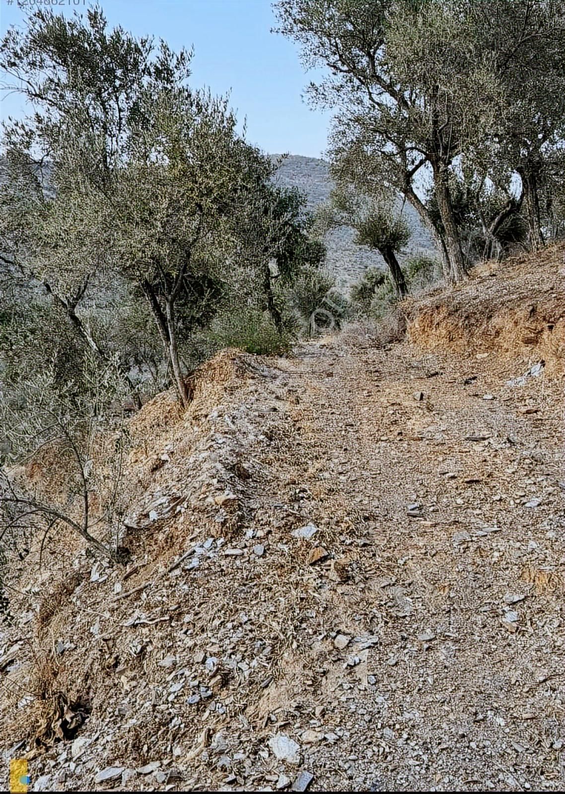 Bayındır Söğütören 4 Dönüm Kelepir Satılık Zeytinlik - Görsel 18
