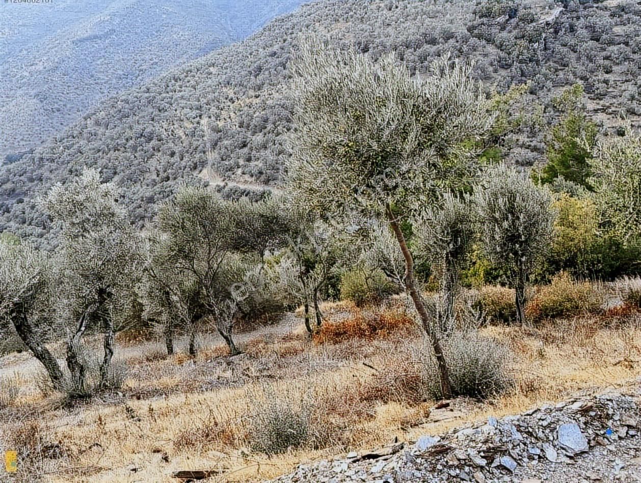 Bayındır Söğütören 4 Dönüm Kelepir Satılık Zeytinlik