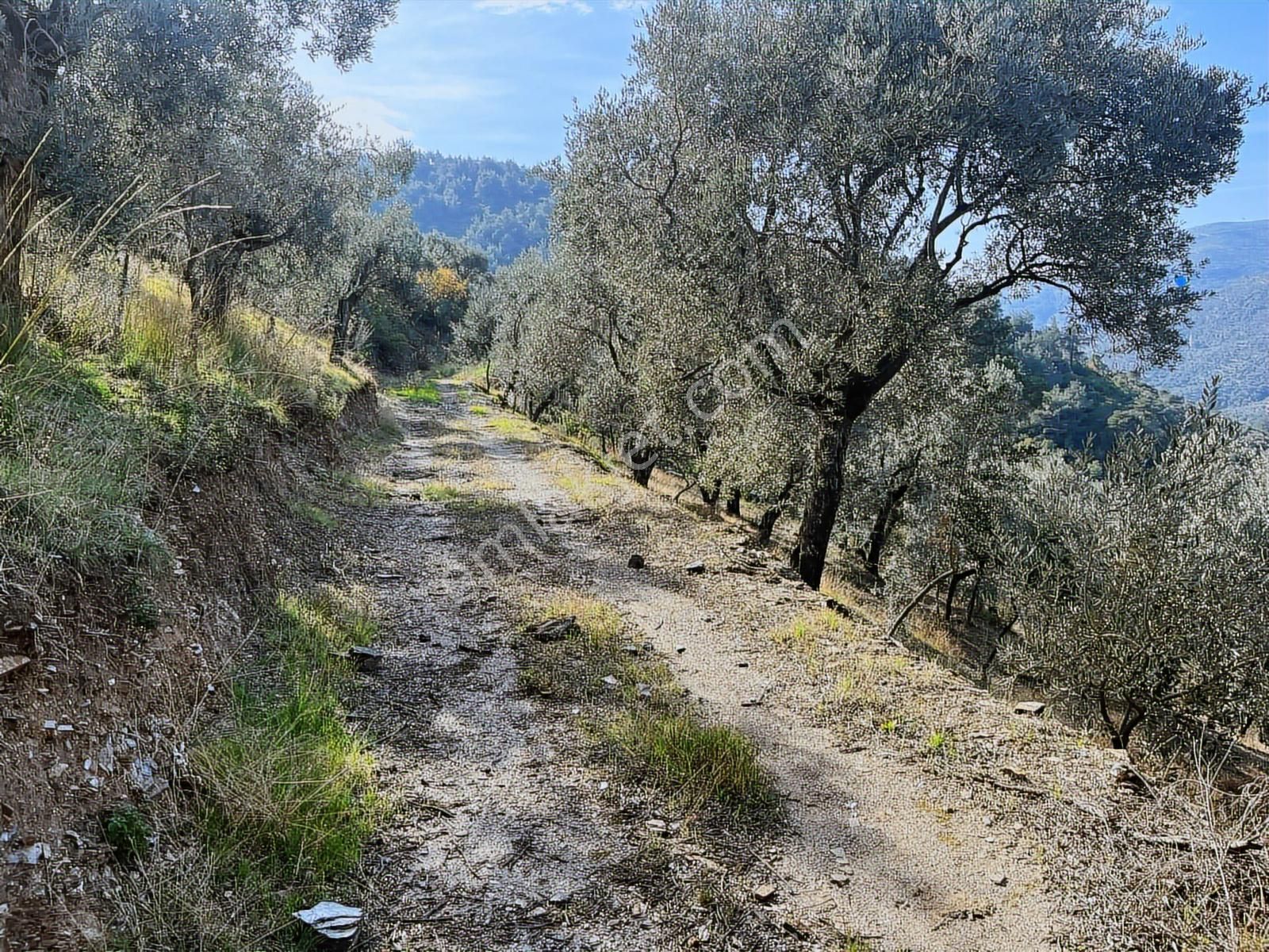 Bayındır Söğütören 4 Dönüm Kelepir Satılık Zeytinlik - Görsel 4