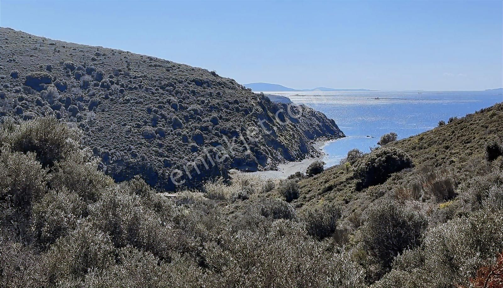 Karaburun Sarpıncıkta Deniz Manzaralı 2.5 Dönüm Zeytinlik - Görsel 3