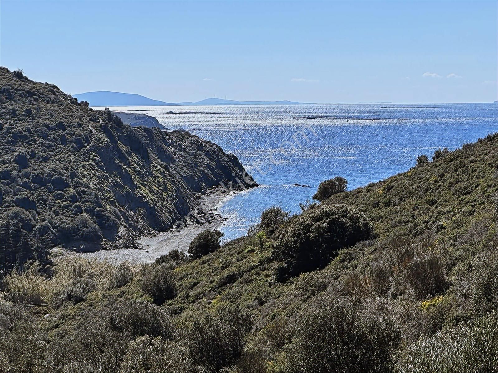 Karaburun Sarpıncıkta Deniz Manzaralı 2.5 Dönüm Zeytinlik