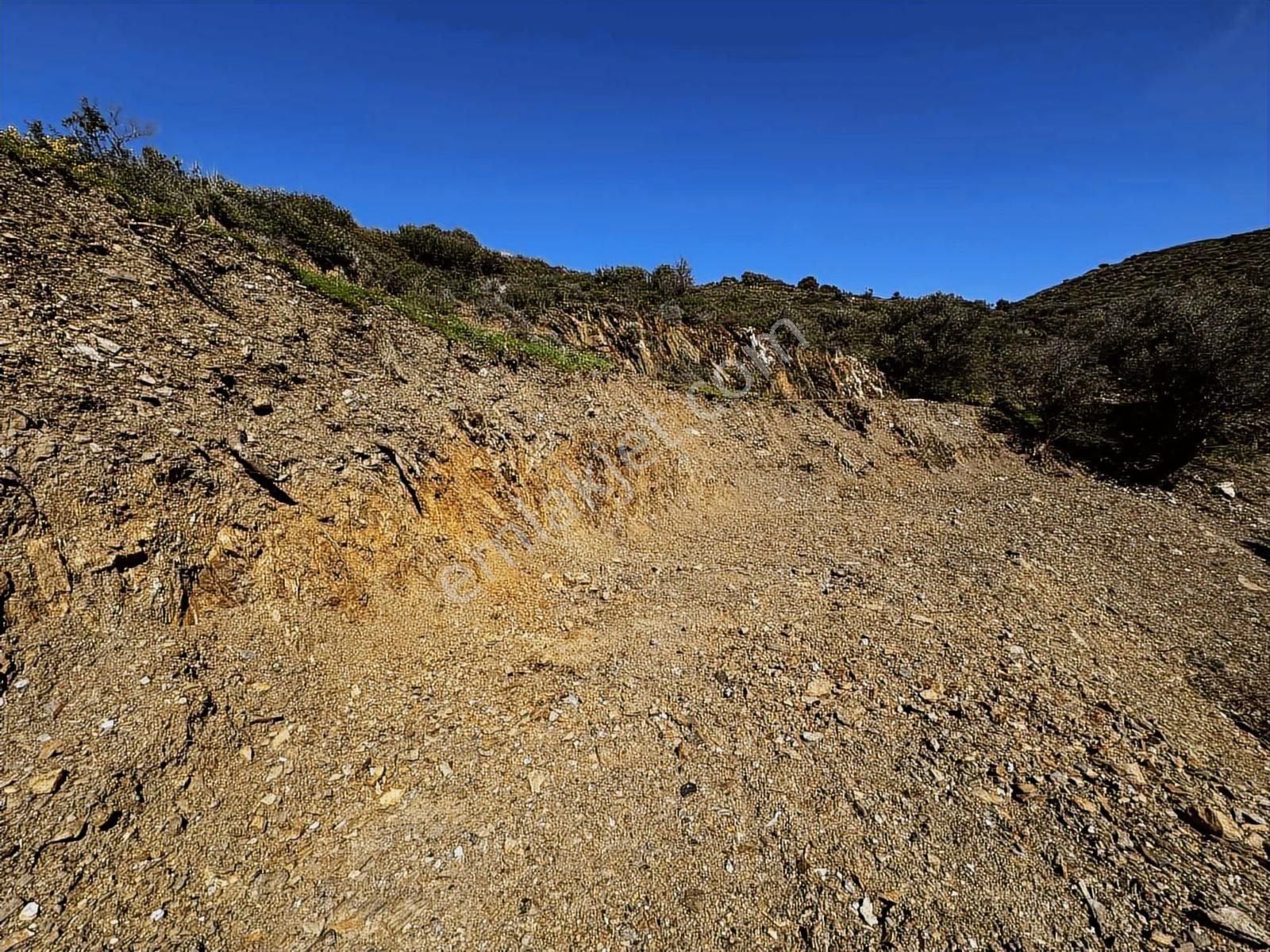 Karaburun Sarpıncıkta Deniz Manzaralı 2.5 Dönüm Zeytinlik - Görsel 9