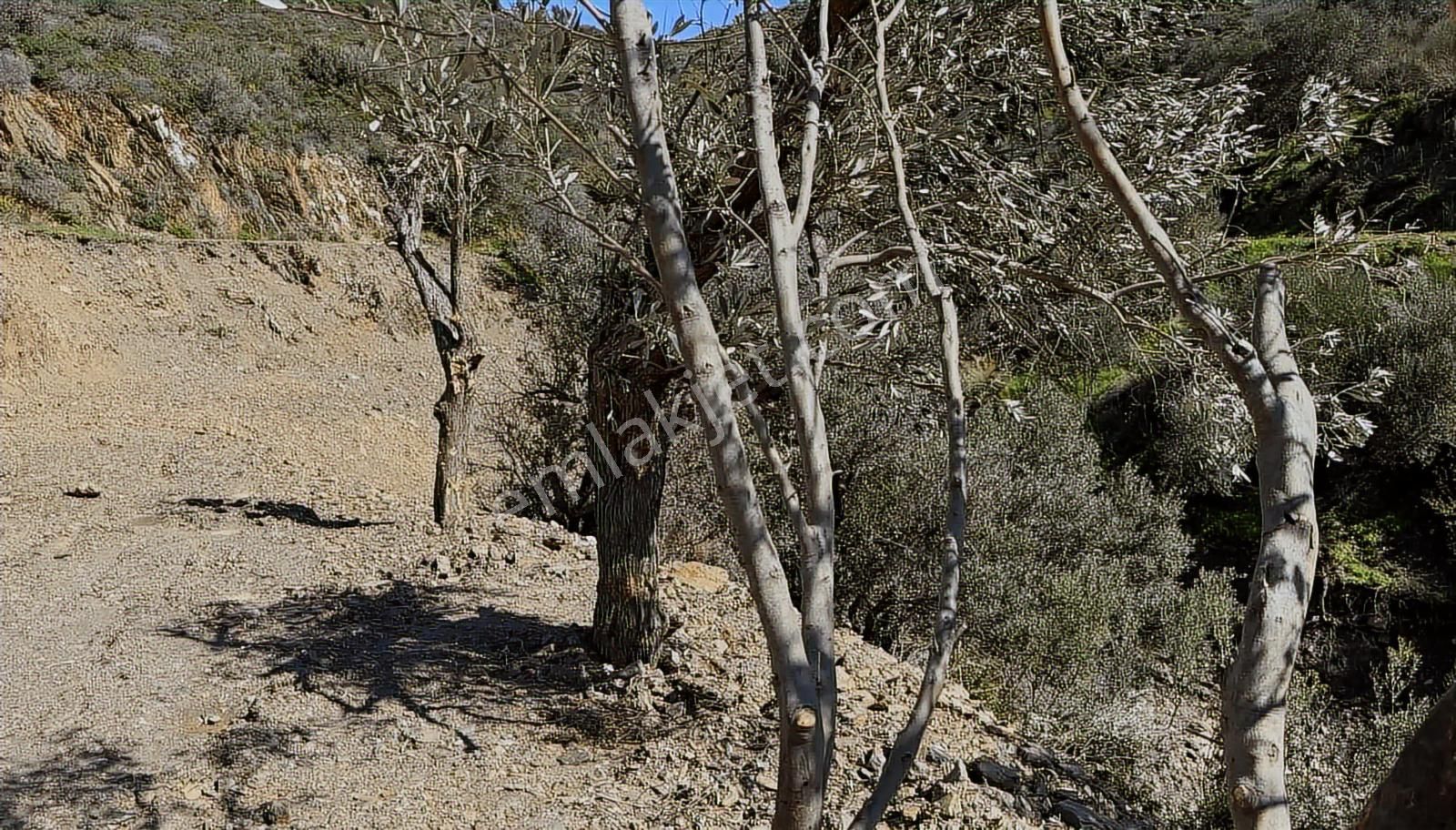 Karaburun Sarpıncıkta Deniz Manzaralı 2.5 Dönüm Zeytinlik - Görsel 8