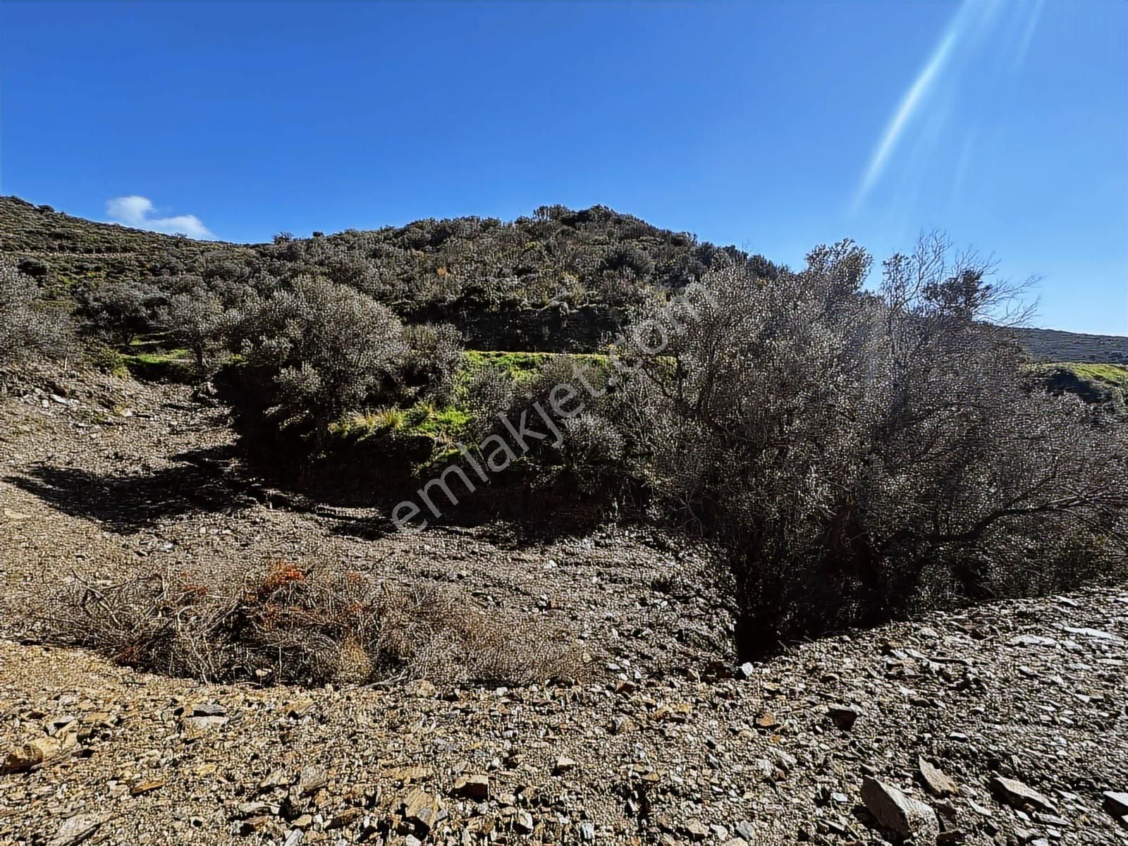 Karaburun Sarpıncıkta Deniz Manzaralı 2.5 Dönüm Zeytinlik - Görsel 4