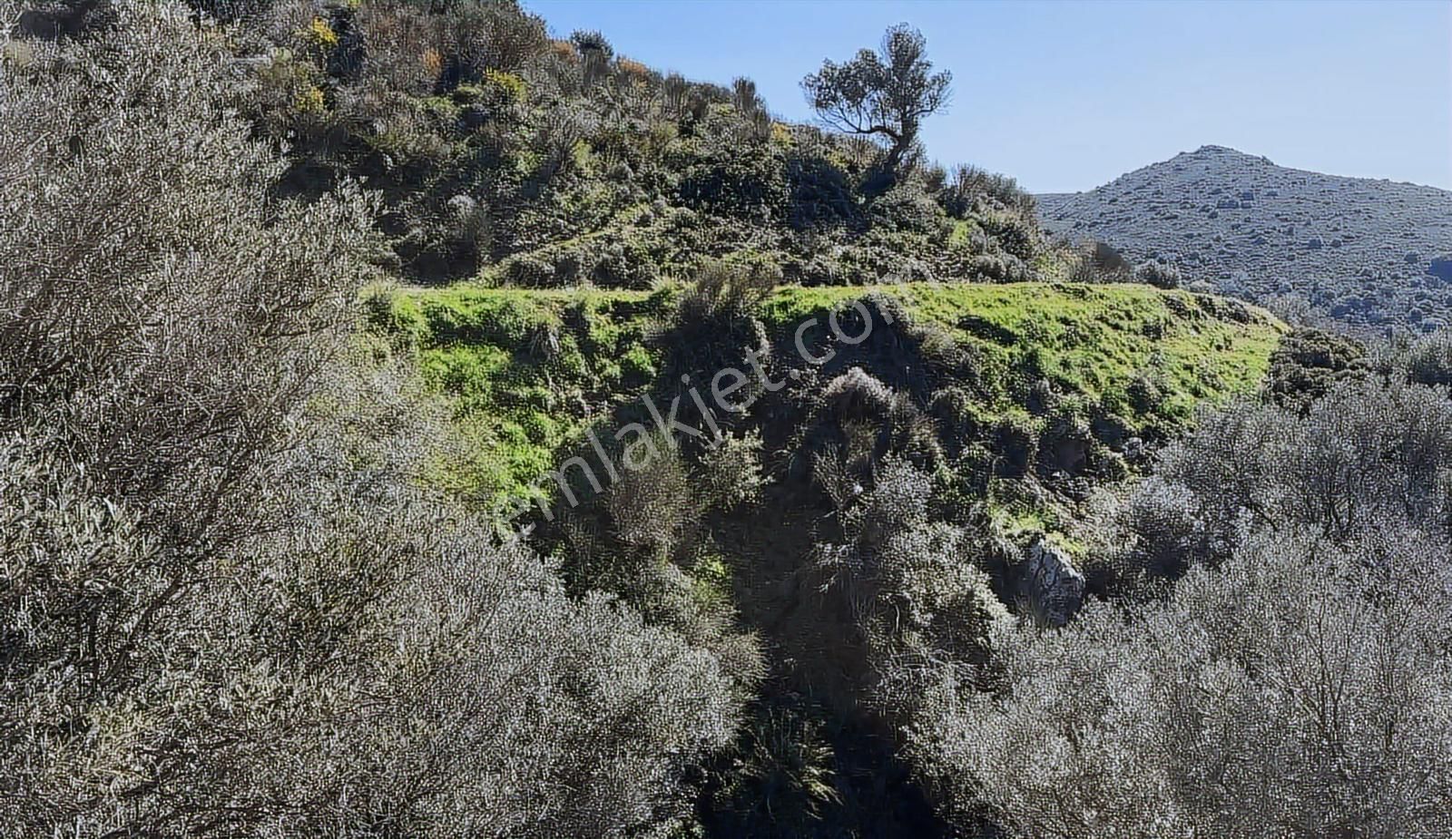 Karaburun Sarpıncıkta Deniz Manzaralı 2.5 Dönüm Zeytinlik - Görsel 6
