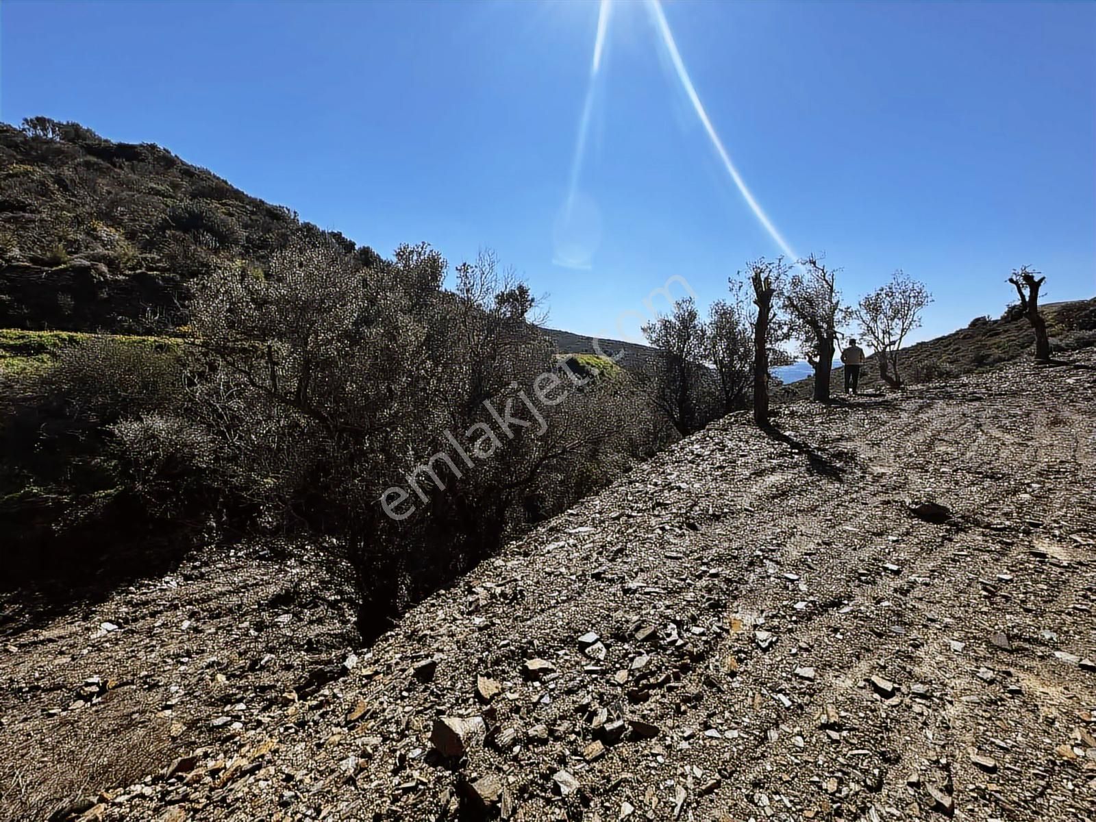 Karaburun Sarpıncıkta Deniz Manzaralı 2.5 Dönüm Zeytinlik - Görsel 2