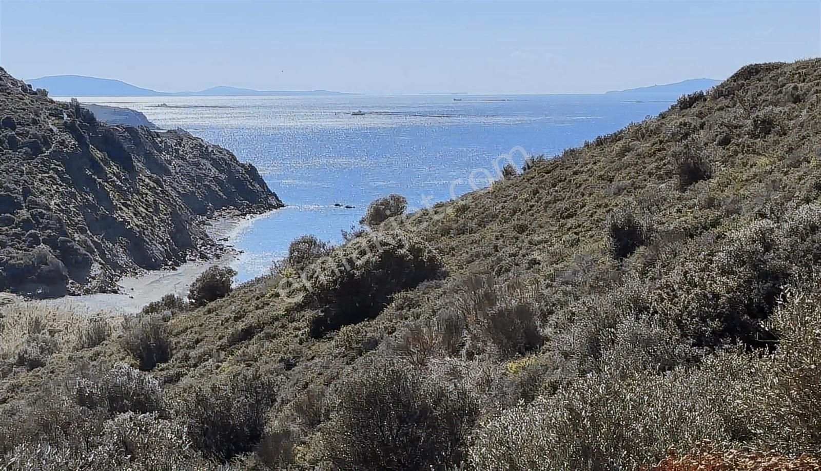 Karaburun Sarpıncıkta Deniz Manzaralı 2.5 Dönüm Zeytinlik - Görsel 5