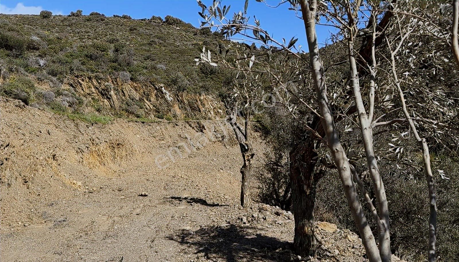 Karaburun Sarpıncıkta Deniz Manzaralı 2.5 Dönüm Zeytinlik - Görsel 7