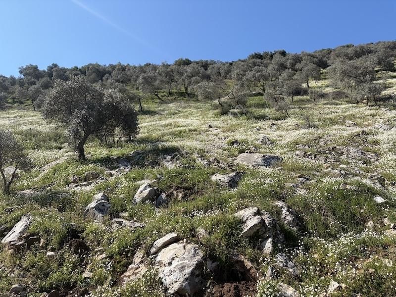 Torbalı Ahmetlide Çevreyoluna 4 Km 12 Dönüm Zeytinlik - Görsel 7