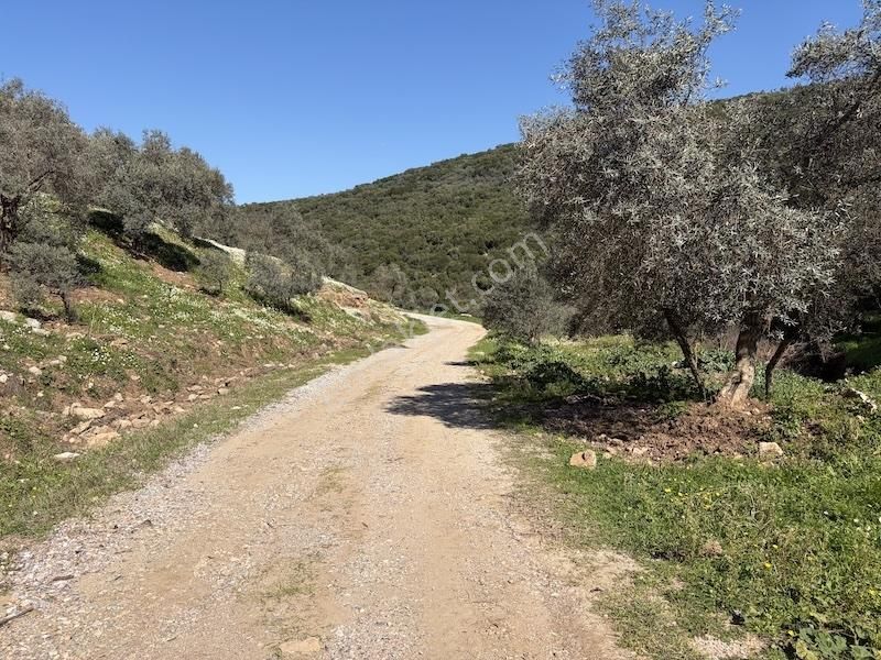Torbalı Ahmetlide Çevreyoluna 4 Km 12 Dönüm Zeytinlik - Görsel 5