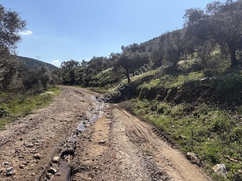 Torbalı Ahmetlide Çevreyoluna 4 Km 12 Dönüm Zeytinlik - Görsel 10