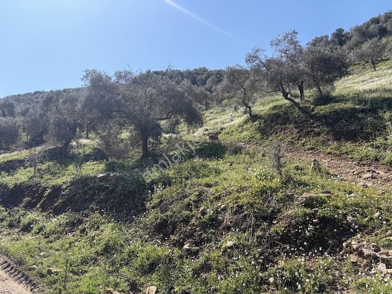 Torbalı Ahmetlide Çevreyoluna 4 Km 12 Dönüm Zeytinlik - Görsel 14