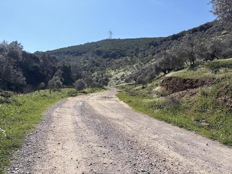 Torbalı Ahmetlide Çevreyoluna 4 Km 12 Dönüm Zeytinlik - Görsel 8