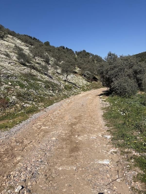 Torbalı Ahmetlide Çevreyoluna 4 Km 12 Dönüm Zeytinlik - Görsel 6