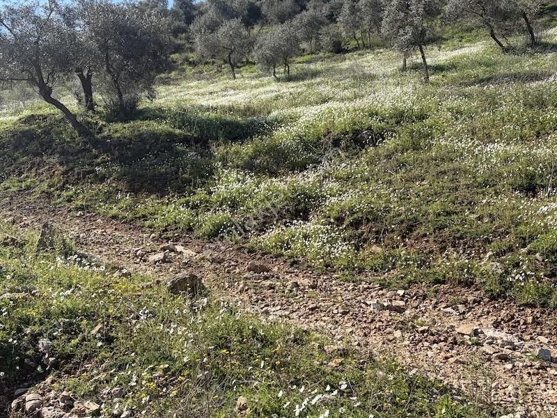 Torbalı Ahmetlide Çevreyoluna 4 Km 12 Dönüm Zeytinlik - Görsel 9