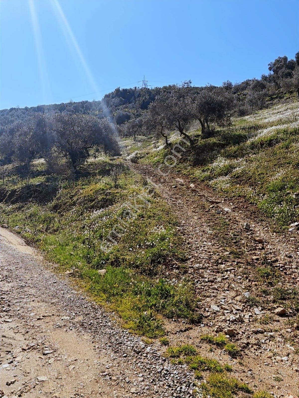 Torbalı Ahmetlide Çevreyoluna 4 Km 12 Dönüm Zeytinlik - Görsel 3