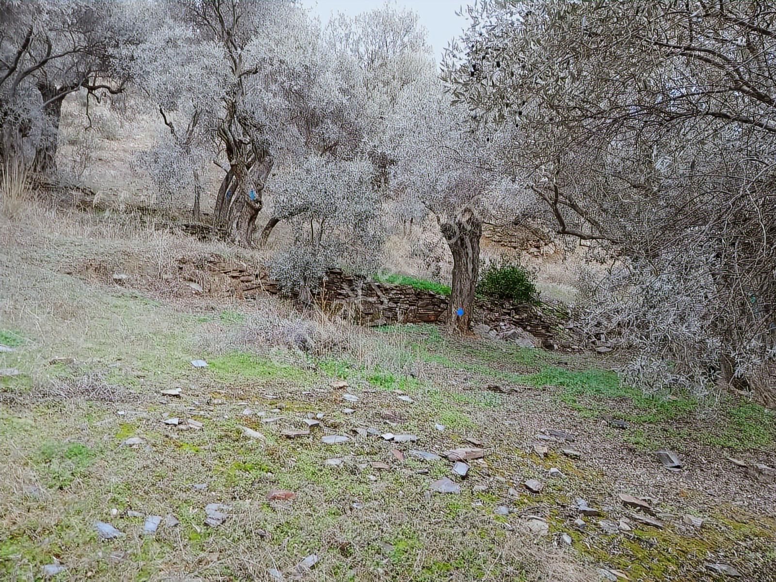 Bayındır Ergenli'de Satılık Tek Tapu Satılık 1144 Mt2 Zeytinlik - Görsel 9