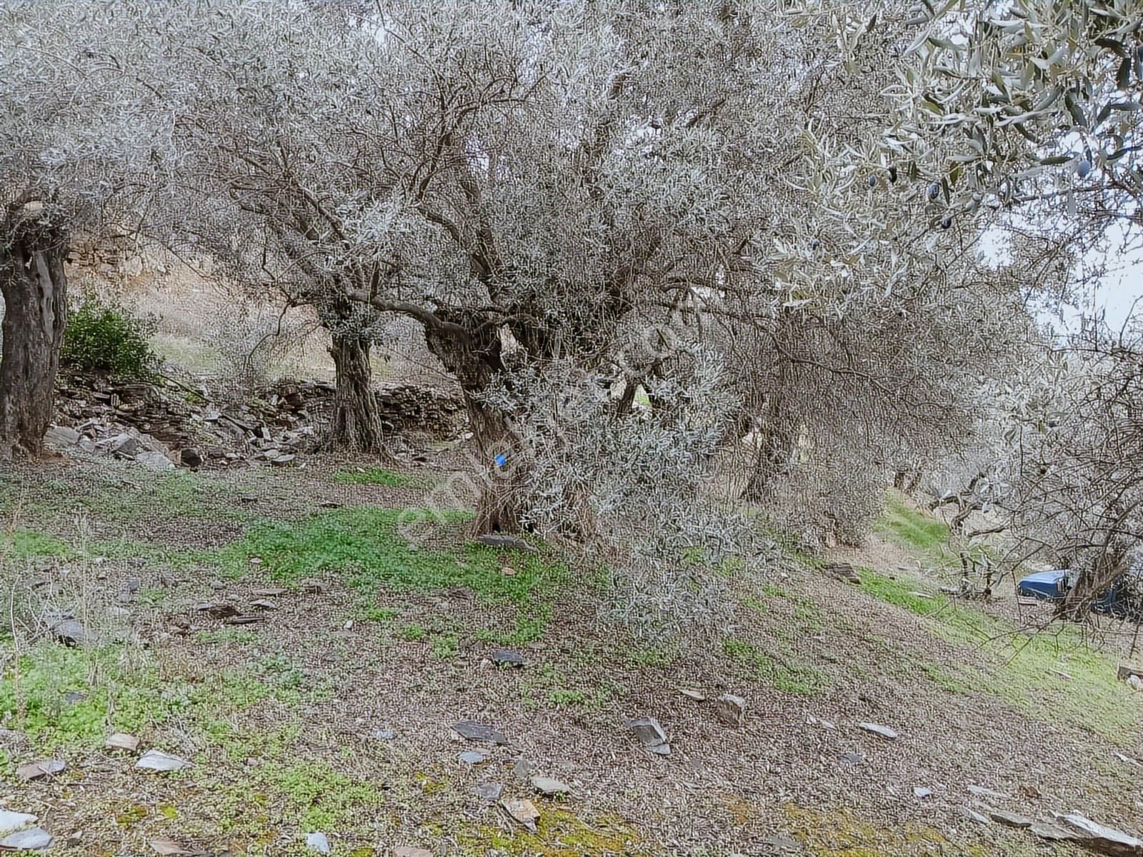 Bayındır Ergenli'de Satılık Tek Tapu Satılık 1144 Mt2 Zeytinlik