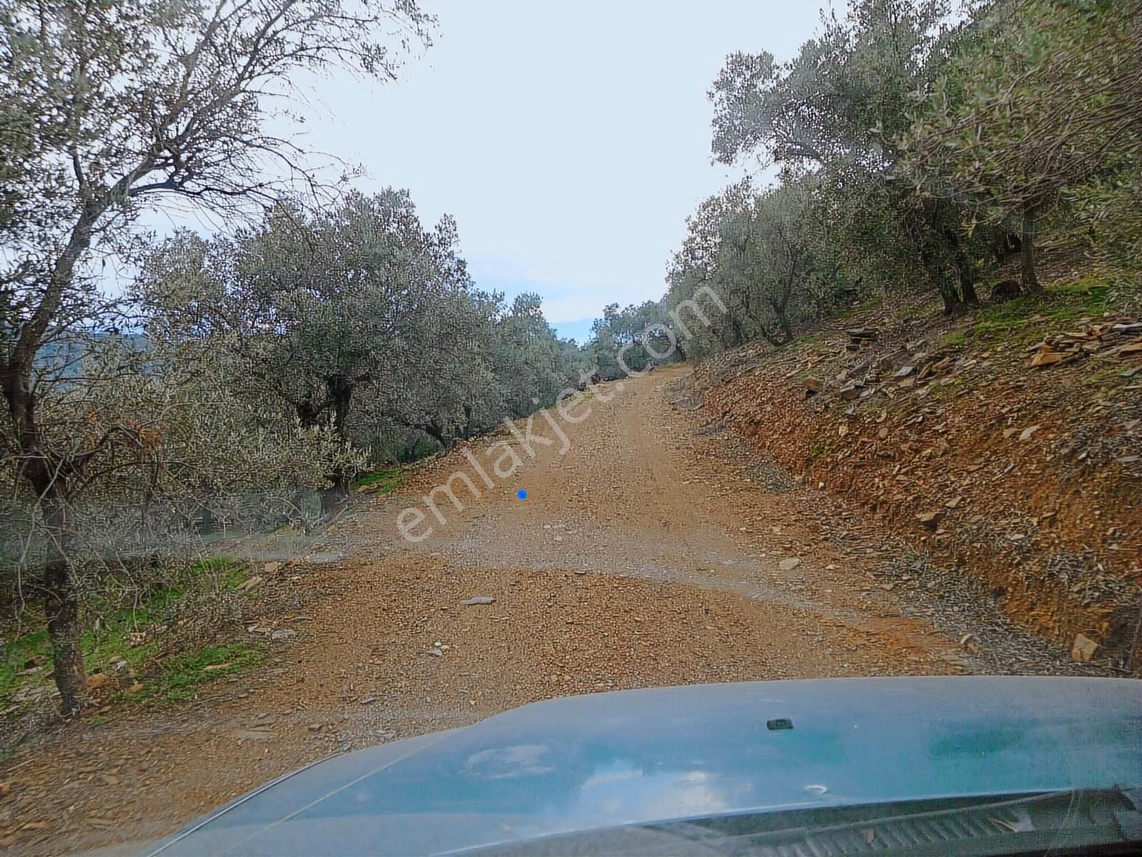 Bayındır Ergenli'de Satılık Tek Tapu Satılık 1144 Mt2 Zeytinlik - Görsel 10