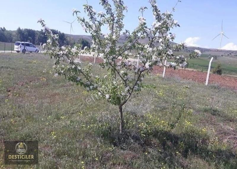 Hg-097 Tepebaşı Eğriöz'de Yola Cephe 3 Parsel Ceviz Bahçesi - Görsel 3