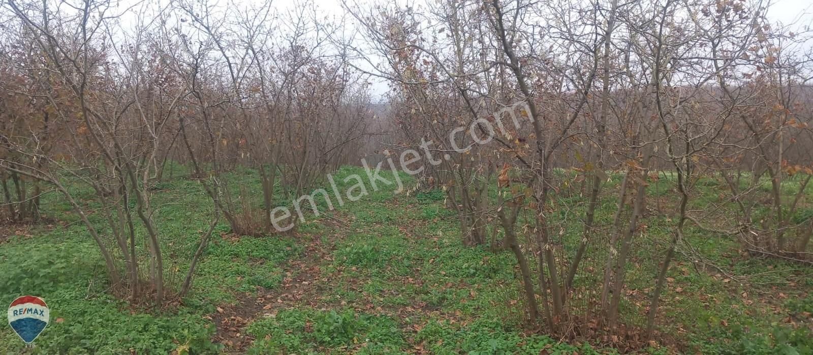 Re/max Mavi Güvencesi Kaynarca Gürpınar Satılık Arazi Yolu Var. - Görsel 19