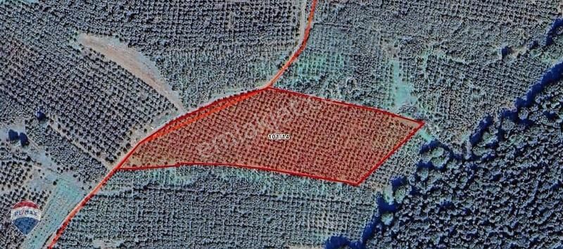 Re/max Mavi Güvencesi Kaynarca Gürpınar Satılık Arazi Yolu Var. - Görsel 10