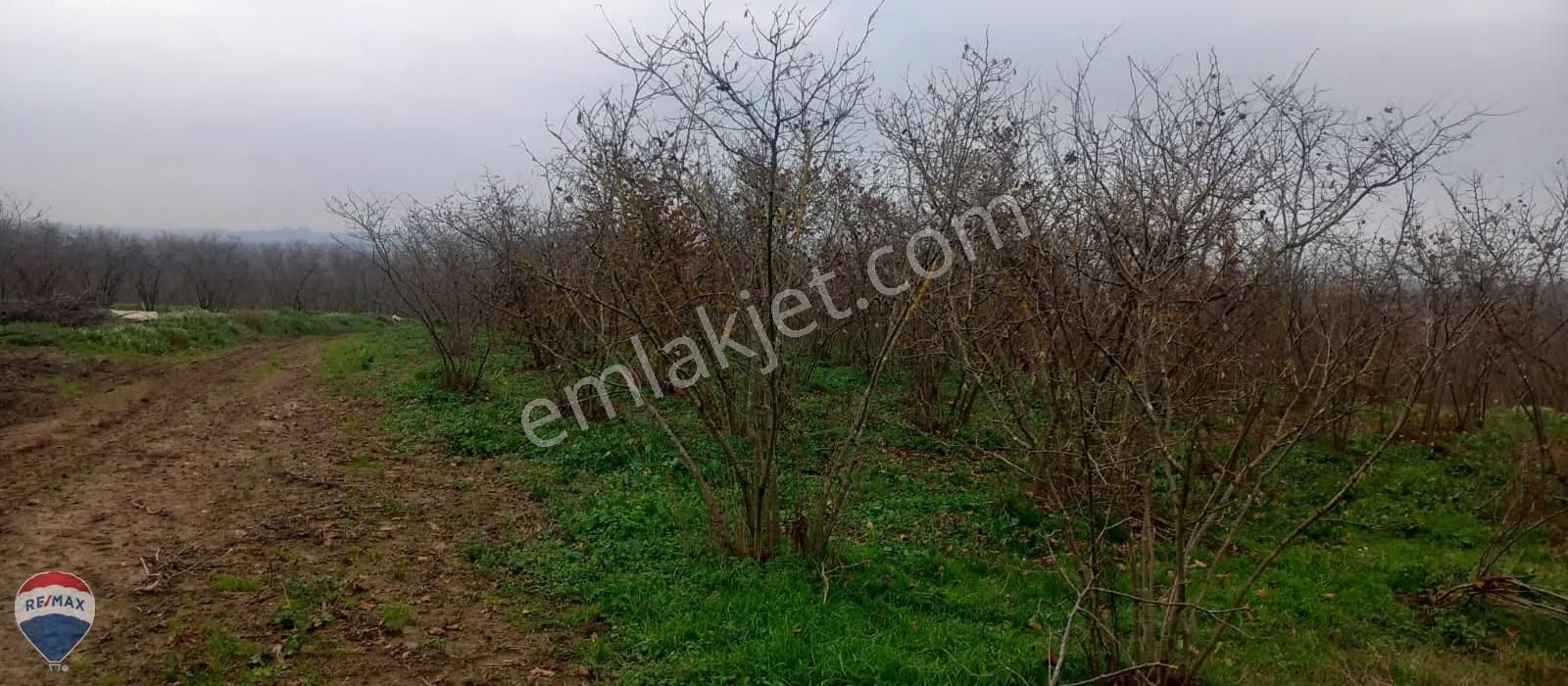 Re/max Mavi Güvencesi Kaynarca Gürpınar Satılık Arazi Yolu Var. - Görsel 7
