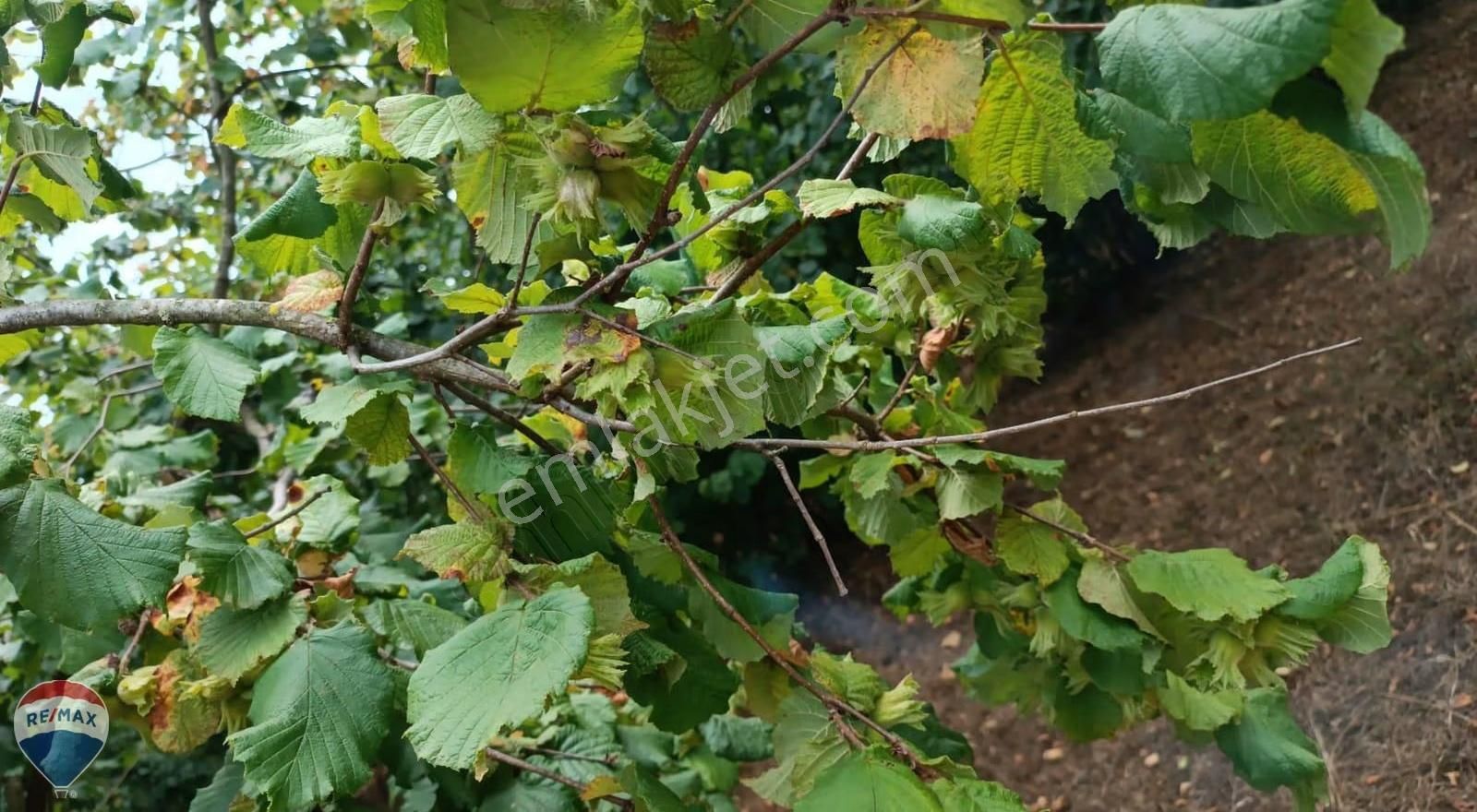 Re/max Mavi Güvencesi Kaynarca Gürpınar Satılık Arazi Yolu Var. - Görsel 15