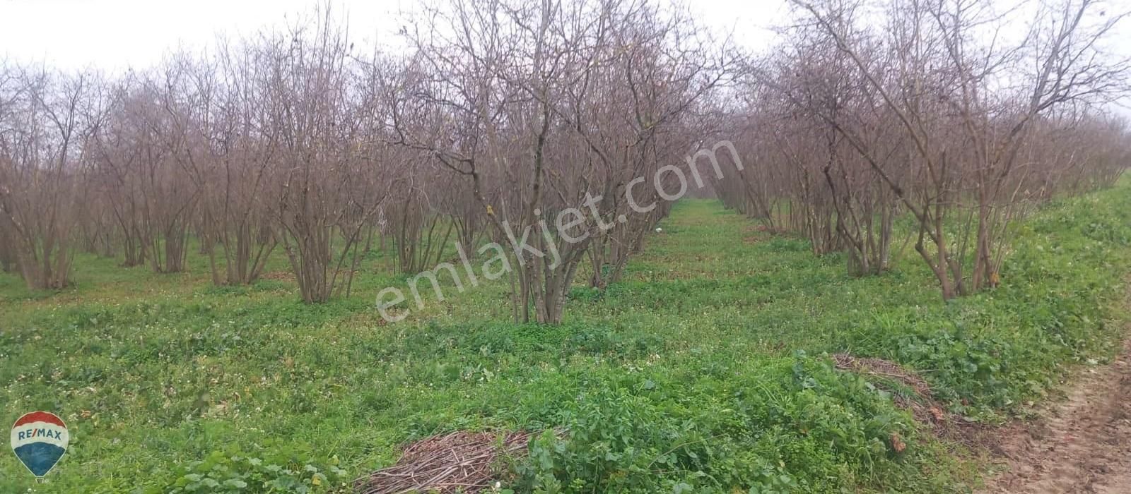 Re/max Mavi Güvencesi Kaynarca Gürpınar Satılık Arazi Yolu Var. - Görsel 8