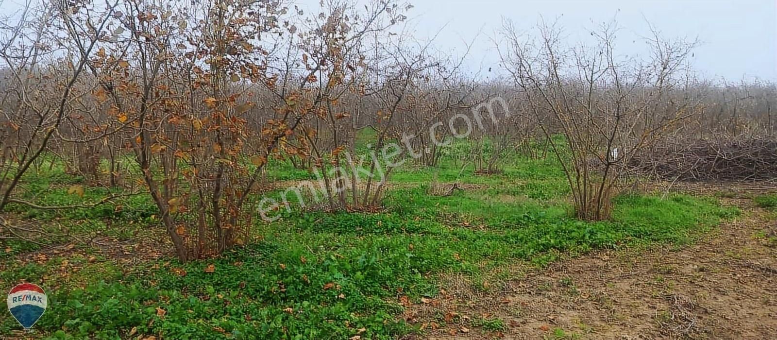 Re/max Mavi Güvencesi Kaynarca Gürpınar Satılık Arazi Yolu Var. - Görsel 2
