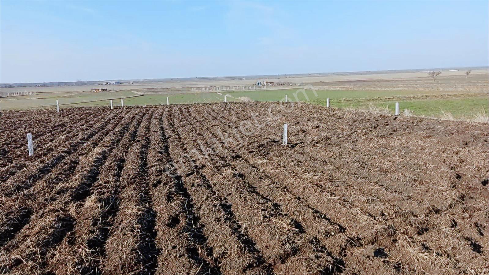 Tekirdağ Saray Kadıköy Bağ Yeri - Görsel 6