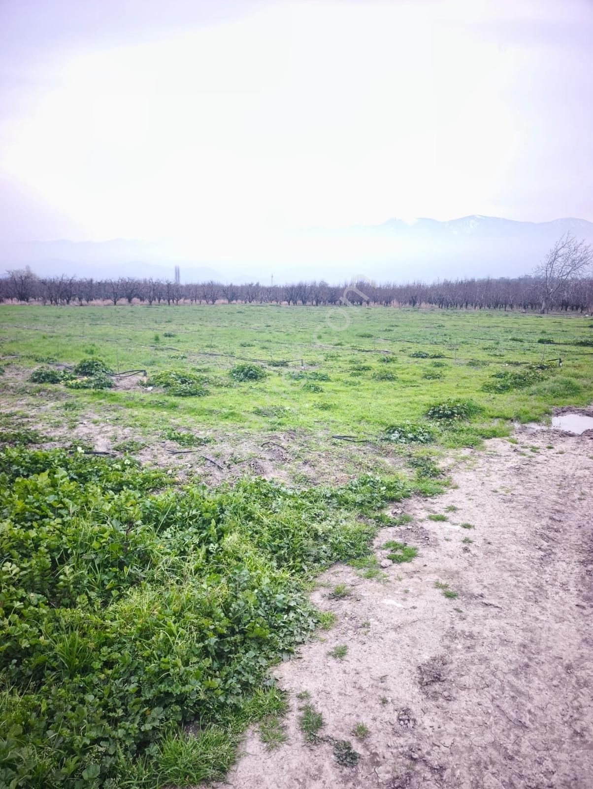 Pw Plus'dan Bursa'nın En Verimli Mevkisi İğdir'de Armut Bahçesi