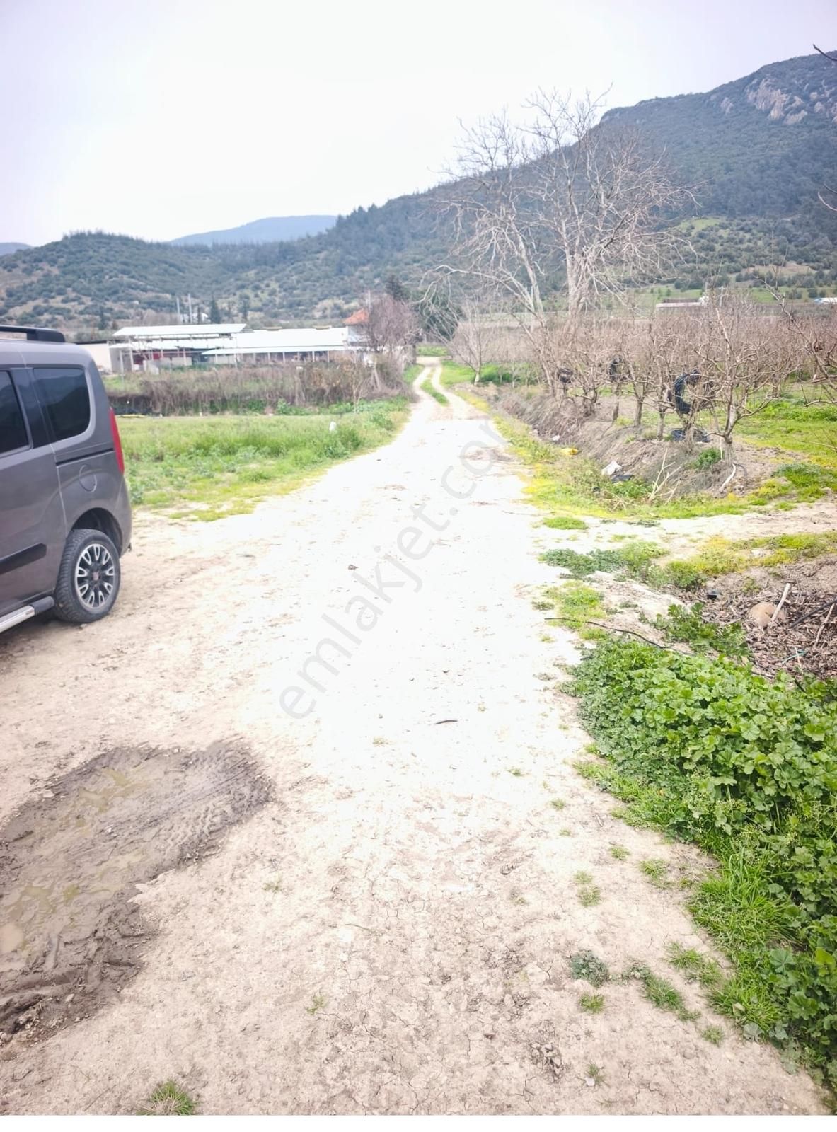 Pw Plus'dan Bursa'nın En Verimli Mevkisi İğdir'de Armut Bahçesi - Görsel 2