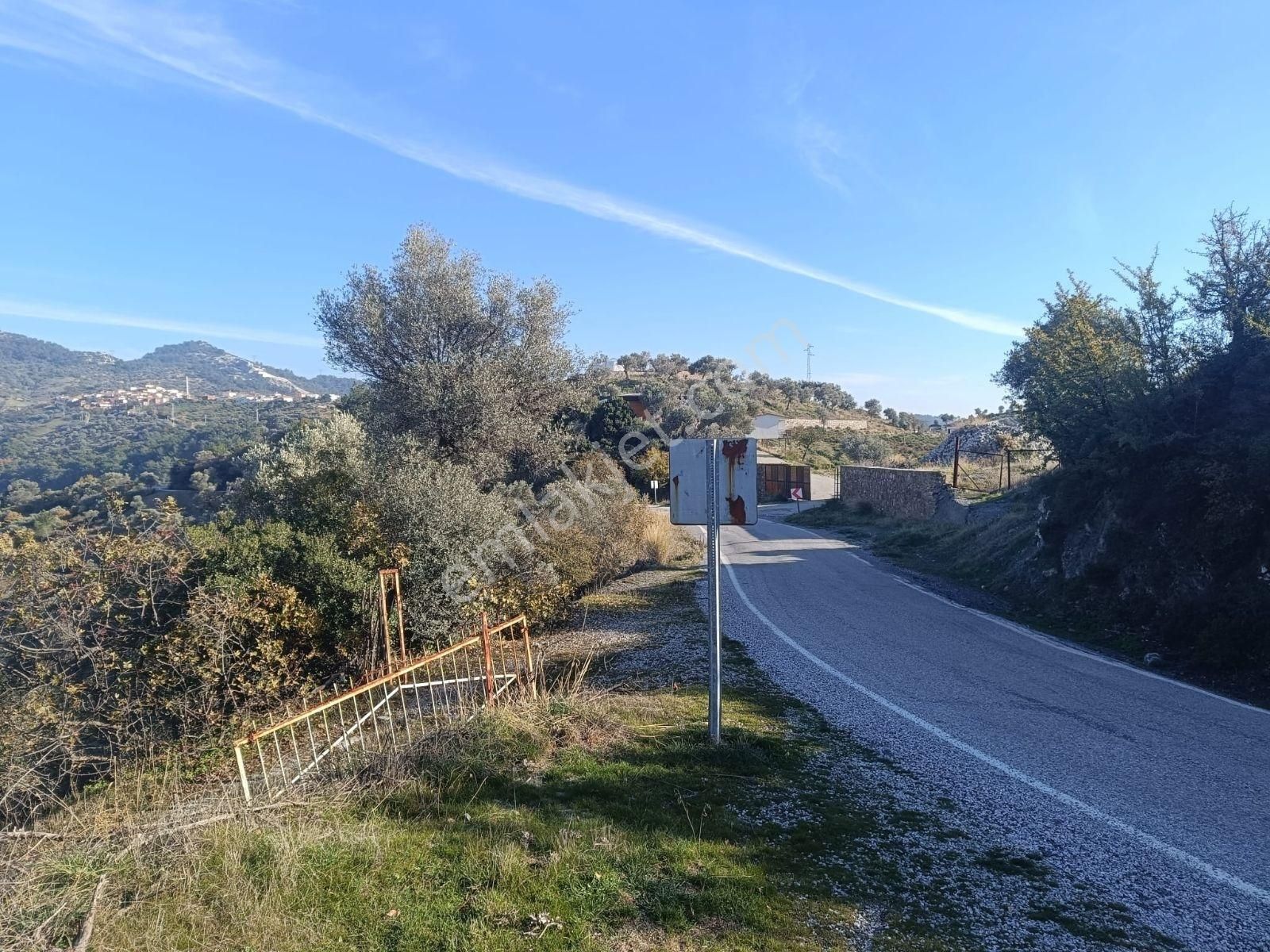 Seferihisar Beylerköyde Asfalta Cepheli 24 Dönüm Zeytinlik - Görsel 4