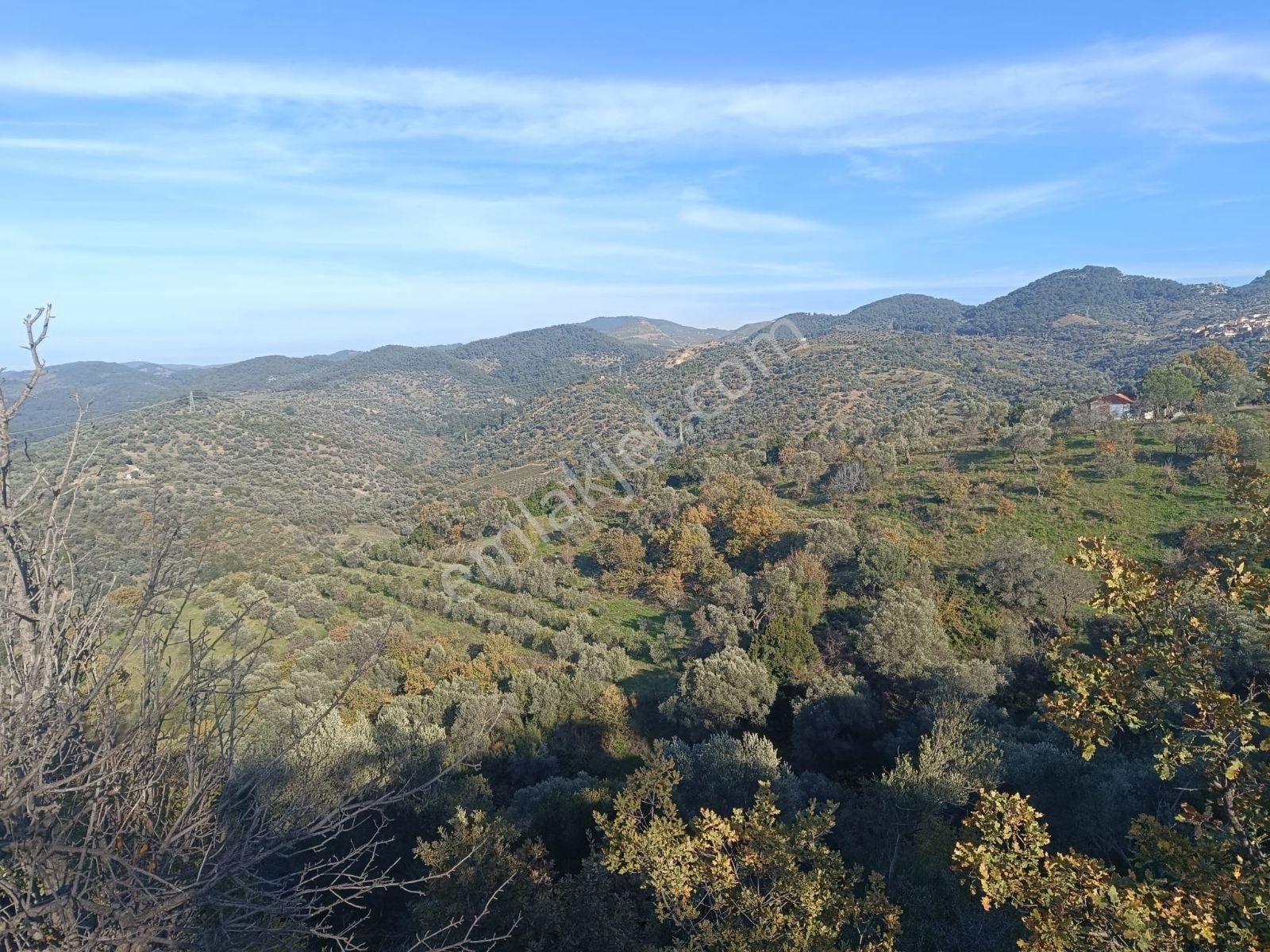 Seferihisar Beylerköyde Asfalta Cepheli 24 Dönüm Zeytinlik - Görsel 8