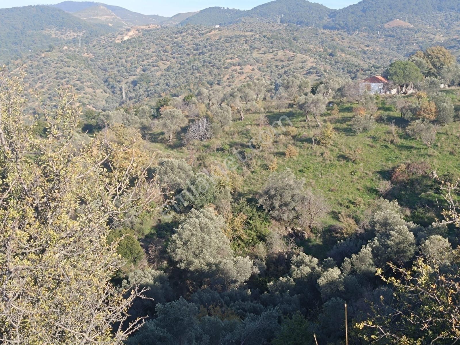 Seferihisar Beylerköyde Asfalta Cepheli 24 Dönüm Zeytinlik - Görsel 9