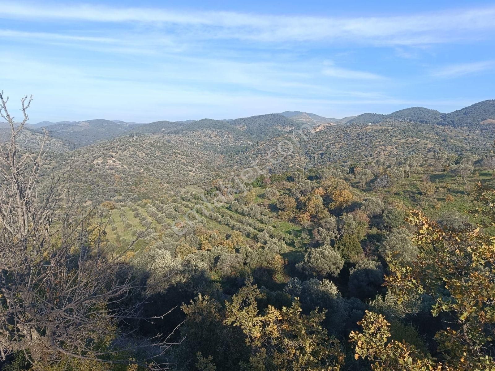 Seferihisar Beylerköyde Asfalta Cepheli 24 Dönüm Zeytinlik - Görsel 12