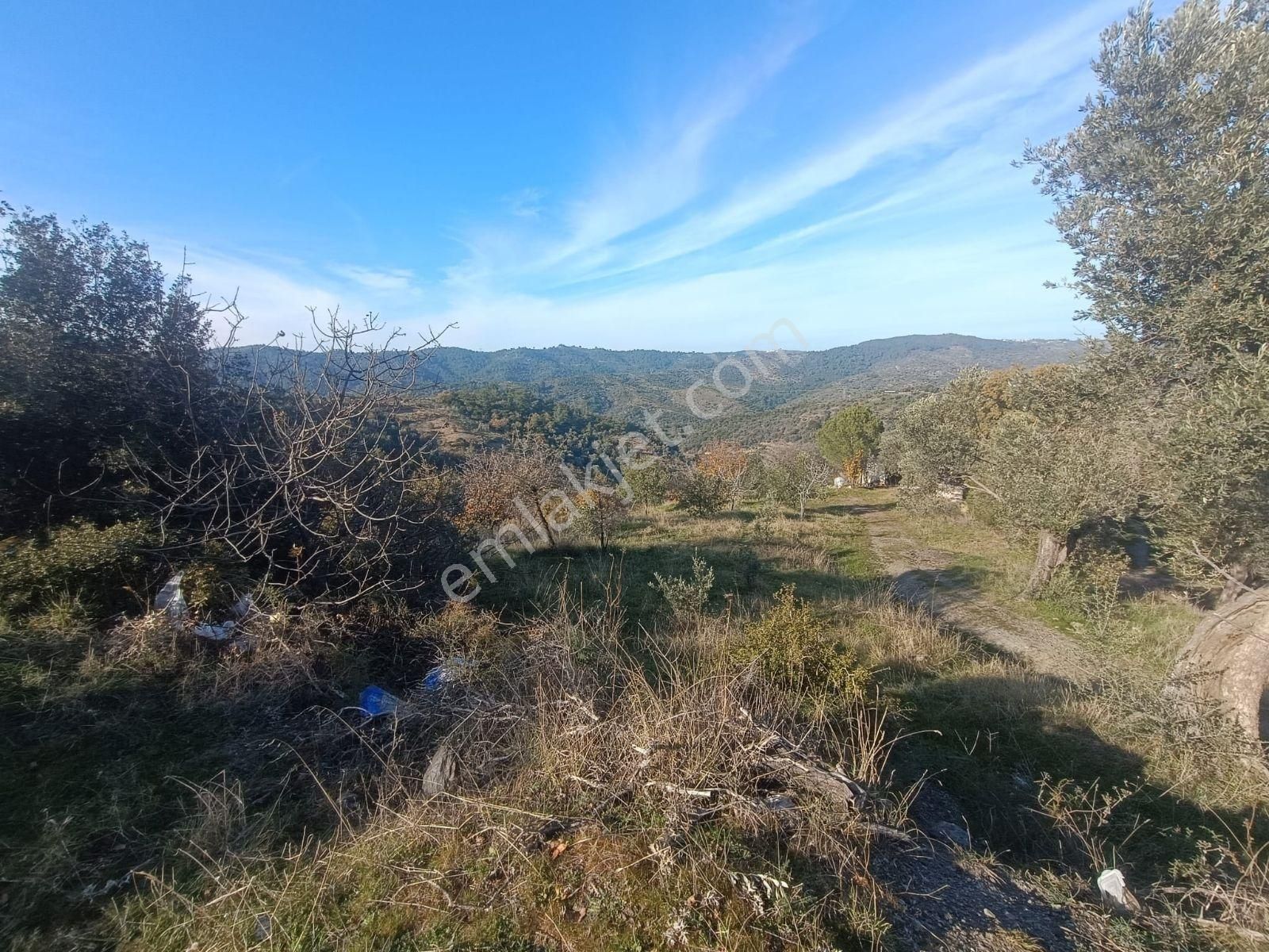 Seferihisar Beylerköyde Asfalta Cepheli 24 Dönüm Zeytinlik - Görsel 17