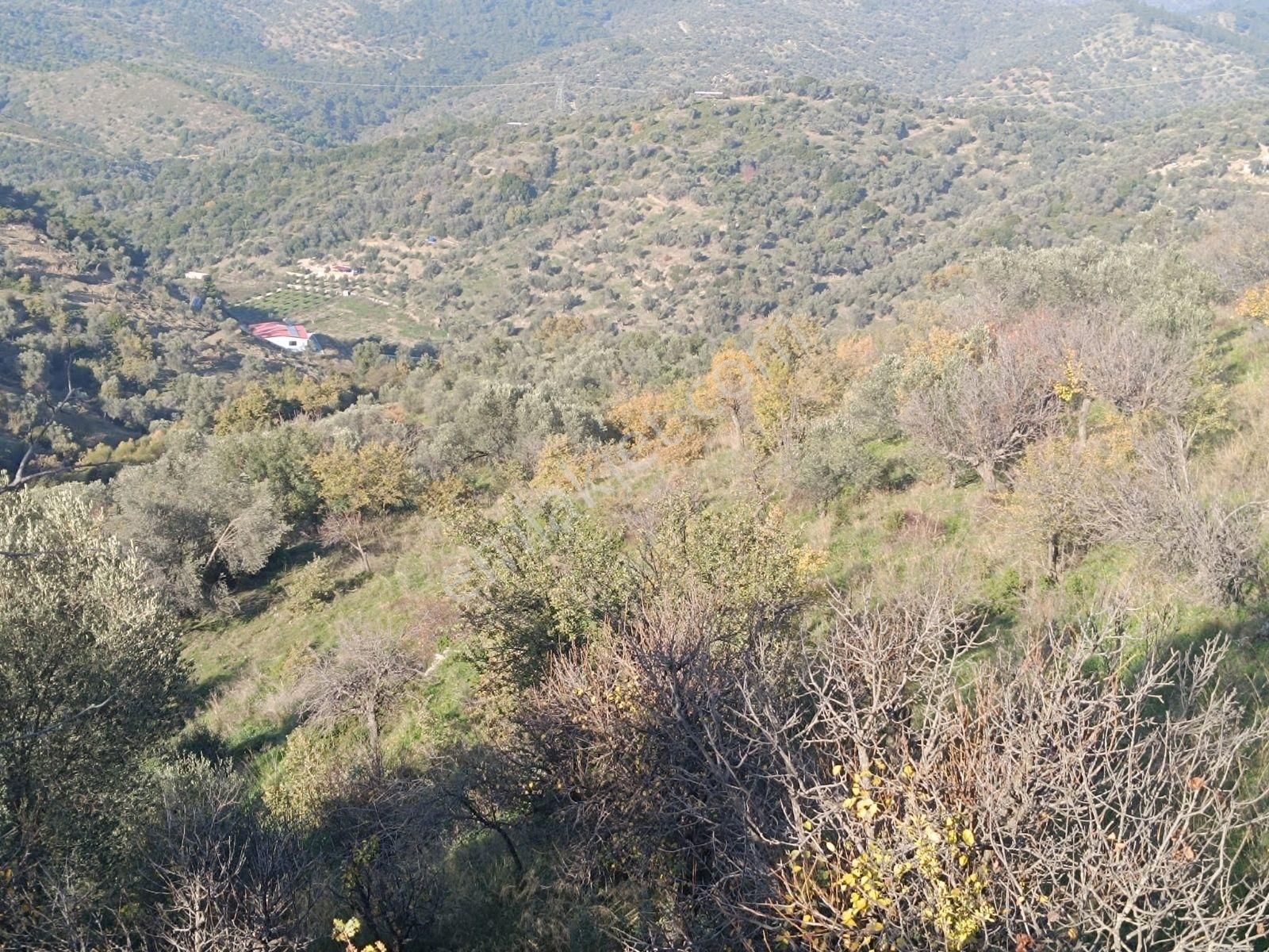 Seferihisar Beylerköyde Asfalta Cepheli 24 Dönüm Zeytinlik - Görsel 14