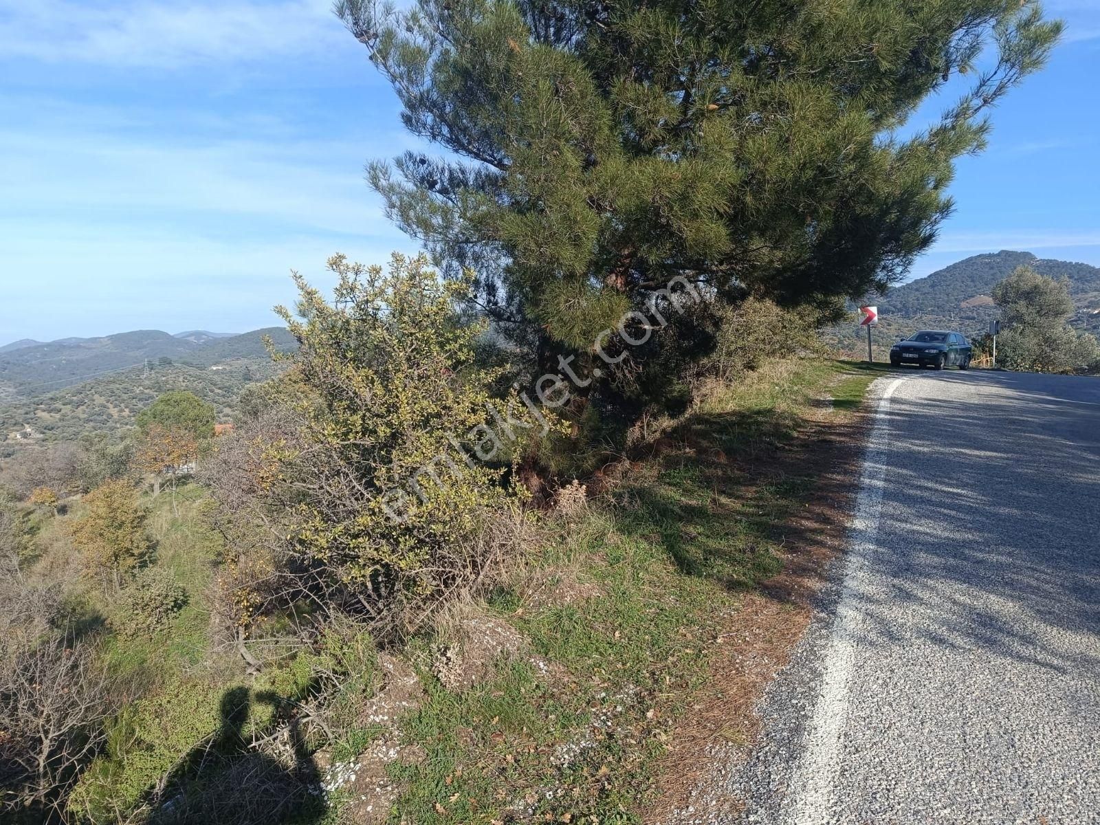 Seferihisar Beylerköyde Asfalta Cepheli 24 Dönüm Zeytinlik - Görsel 16