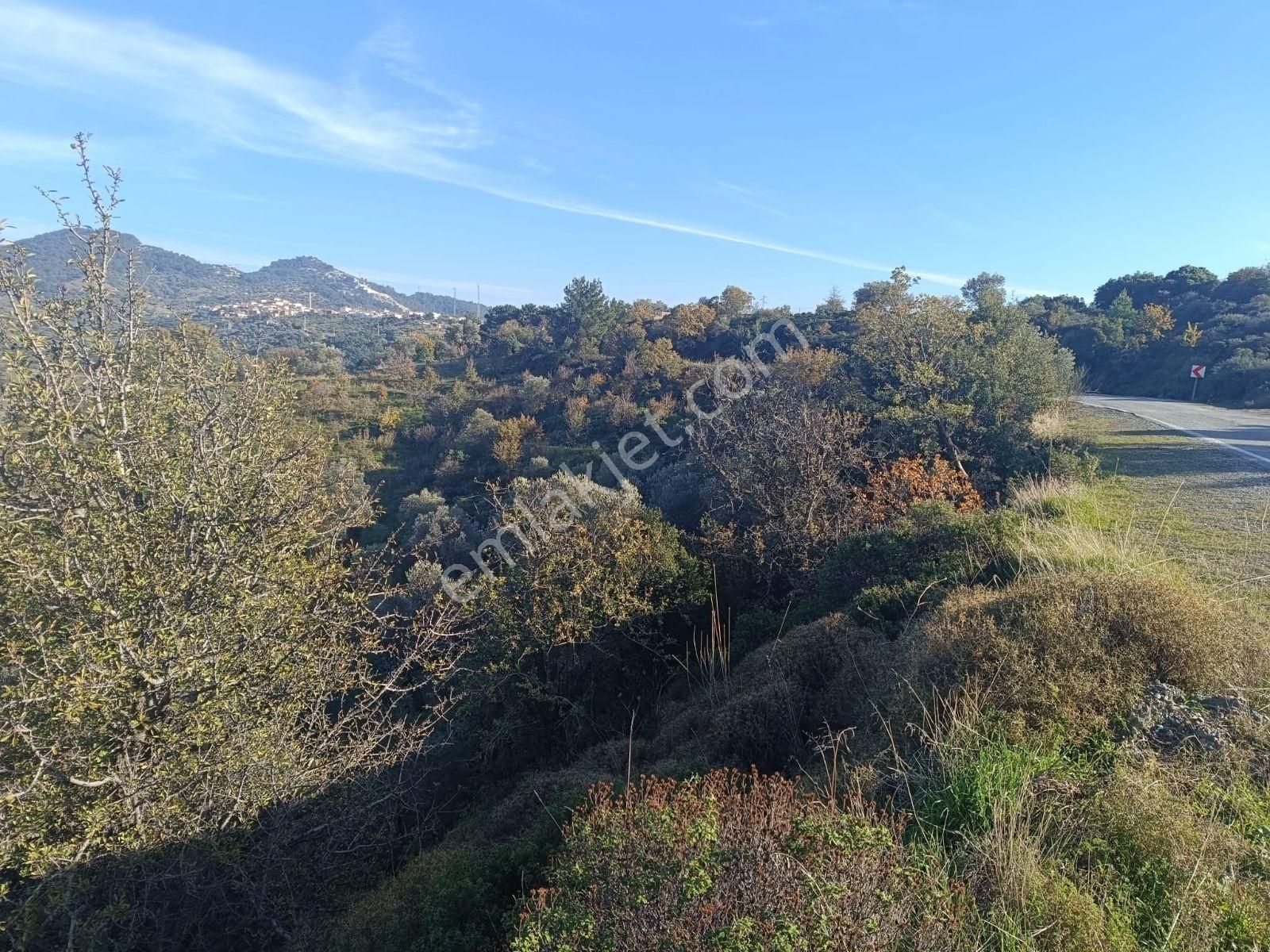 Seferihisar Beylerköyde Asfalta Cepheli 24 Dönüm Zeytinlik - Görsel 10