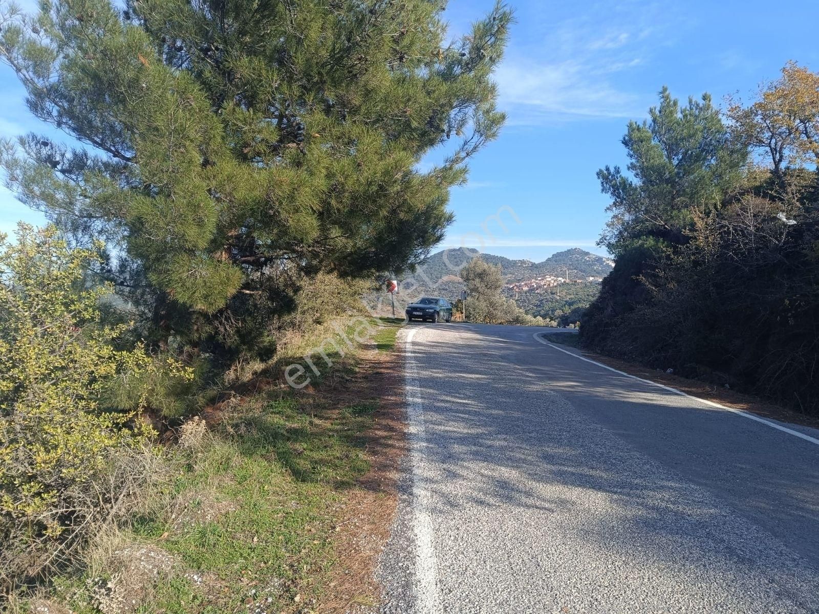 Seferihisar Beylerköyde Asfalta Cepheli 24 Dönüm Zeytinlik - Görsel 3