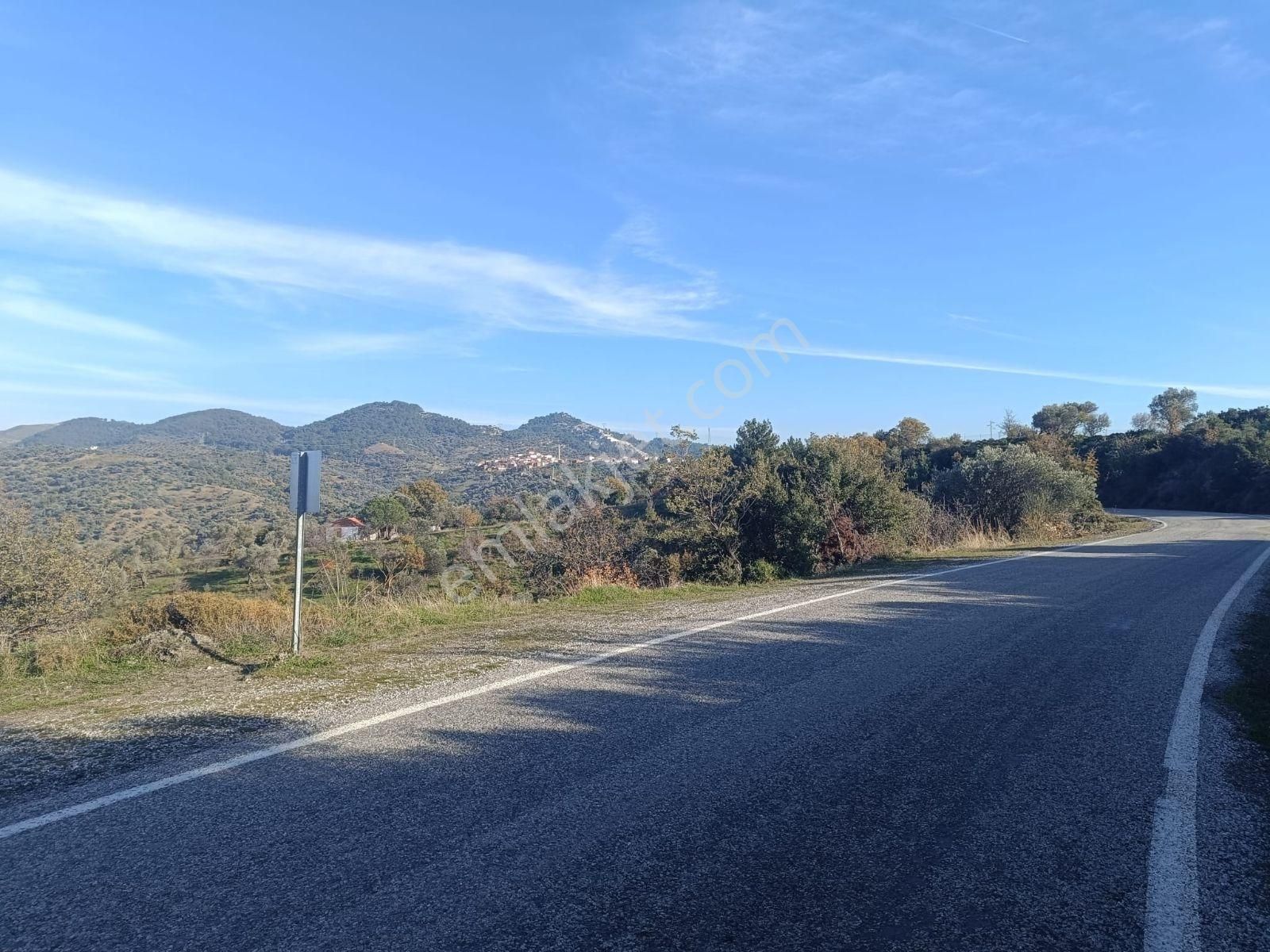 Seferihisar Beylerköyde Asfalta Cepheli 24 Dönüm Zeytinlik - Görsel 13