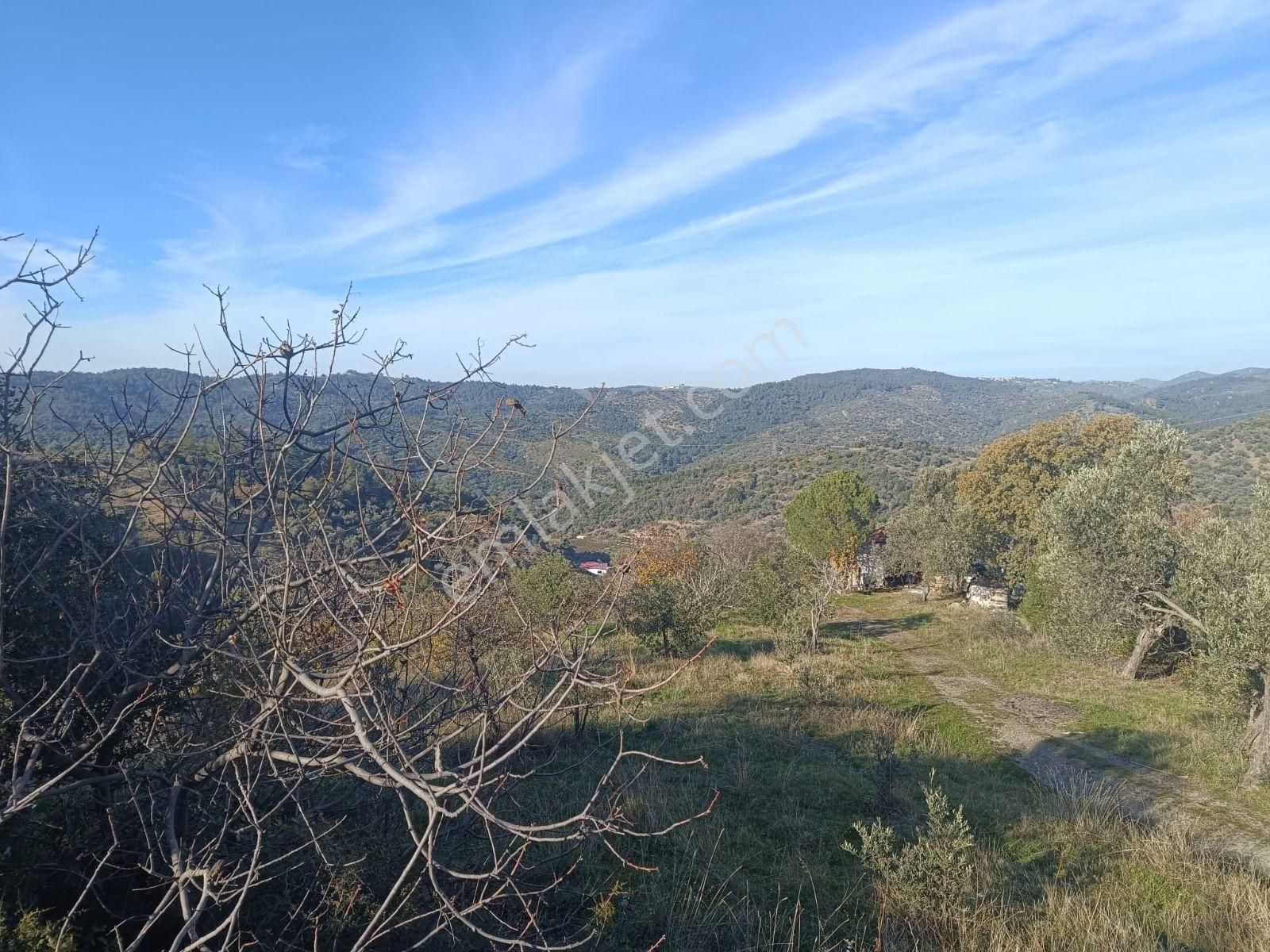 Seferihisar Beylerköyde Asfalta Cepheli 24 Dönüm Zeytinlik - Görsel 11