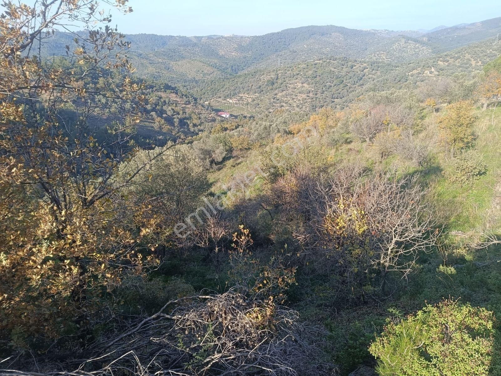 Seferihisar Beylerköyde Asfalta Cepheli 24 Dönüm Zeytinlik - Görsel 5